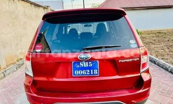 Buy New Subaru Forester Red Car in Dar es Salaam in Dar es Salaam Buy New Subaru Forester Red Car in Dar es Salaam in Dar es Salaam