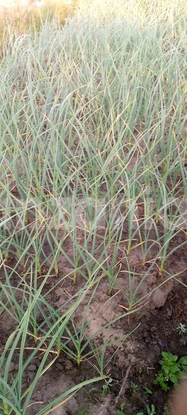 Big with watermark honda n360 geita chato 30093