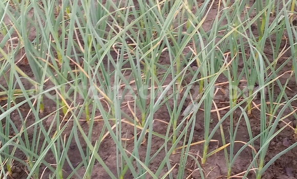 Buy New Honda N360 White Car in Chato in Geita